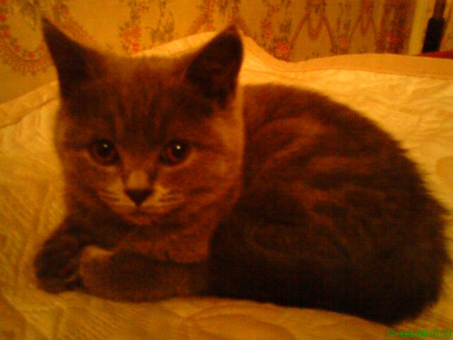 Породистая кошечка голубая британочка ищет себе котика! Породистая кошечка голубая британочка ищет себе котика!