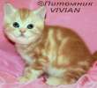 Британские котята.Питомник VIVIAN.