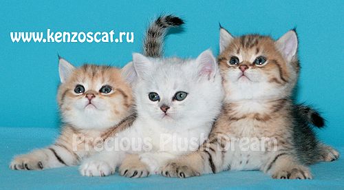 БРИТАНСКИЕ КОТЯТА ОКРАСА ЗОЛОТАЯ, серебристая и кремовая ШИНШИЛЛА БРИТАНСКИЕ КОТЯТА ОКРАСА ЗОЛОТАЯ, серебристая и кремовая ШИНШИЛЛА