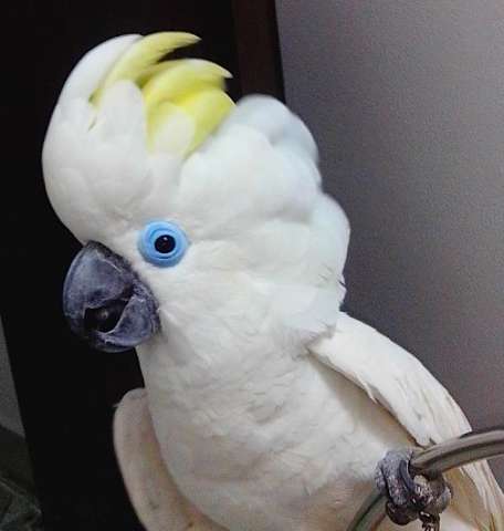 Синеочковый какаду (Cacatua ophthalmica) птенцы из питомника