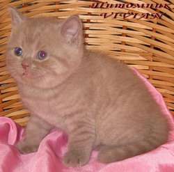 БРИТАНСКИЕ ЛИЛОВЫЕ КОТЯТА ЭЛИТНЫХ КРОВЕЙ ИЗ ПИТОМНИКА VIVIAN. БРИТАНСКИЕ ЛИЛОВЫЕ КОТЯТА ЭЛИТНЫХ КРОВЕЙ ИЗ ПИТОМНИКА VIVIAN.