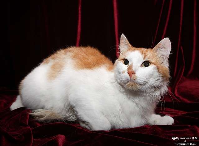 Чеширский кот ищет свою Алису Чеширский кот ищет свою Алису