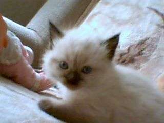 невские маскарадные котята невские маскарадные котята