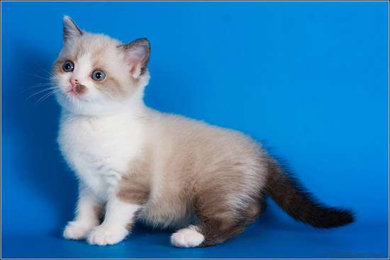 Шотландские короткошерстные колор-пойнты с белым! Шотландские короткошерстные колор-пойнты с белым!