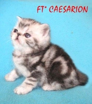 Экзотические, британские и скоттиш - фолд котята Экзотические, британские и скоттиш - фолд котята