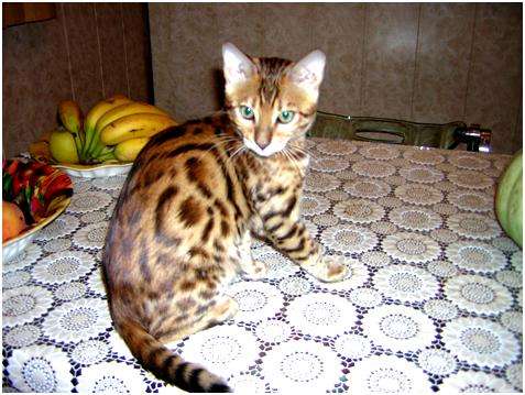 Котята МЕЙН-КУНЫ , БЕНГАЛЬСКИЕ КОТЯТА Котята МЕЙН-КУНЫ , БЕНГАЛЬСКИЕ КОТЯТА