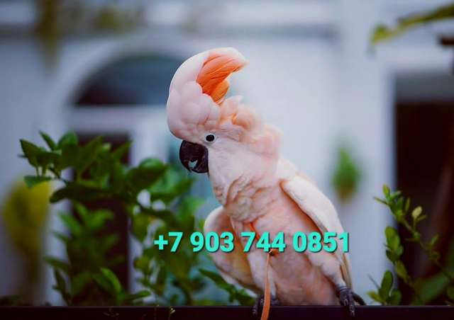 Молуккский какаду (Cacatua moluccensis) - ручные птенцы из питомника. Молуккский какаду (Cacatua moluccensis) - ручные птенцы из питомника.