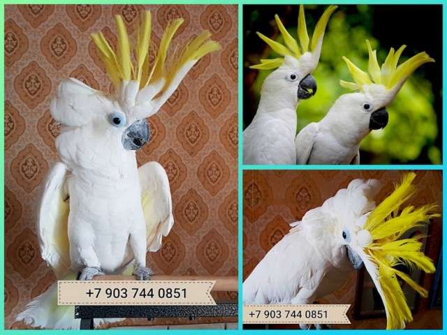 Большой желтохохлый какаду (Cacatua galerita triton) - ручные птенцы из питомника