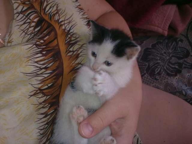 Отдам двух котят мальчика и девочку!
