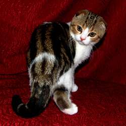 Шотландский вислоухий котёнок (Скоттиш-фолд) Шотландский вислоухий котёнок (Скоттиш-фолд)