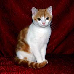 Шотландский короткошерстный котёнок (скоттиш-страйт) Шотландский короткошерстный котёнок (скоттиш-страйт)