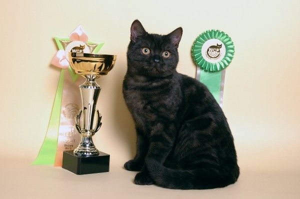 Элитный британский котенок для племенного разведения Элитный британский котенок для племенного разведения