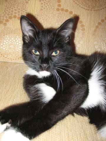 Котенок европейской короткошерстной породы Котенок европейской короткошерстной породы