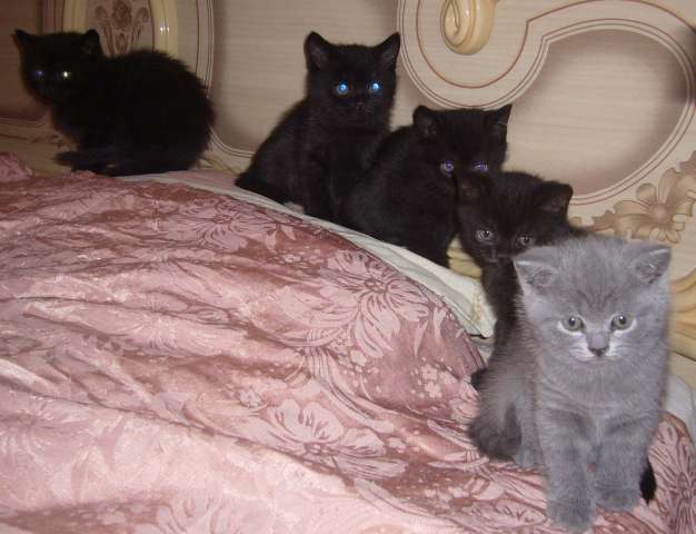 Британские котята Британские котята