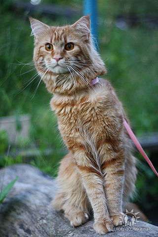кот МЕЙН-КУН кот МЕЙН-КУН