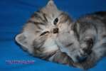 Британские и шотландские котята мраморных окрасов из питомника Daryacats 