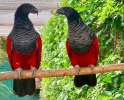 Грифовый или щетиноголовый попугай (Psittrichas fulgidus)  - птенцы из питомника