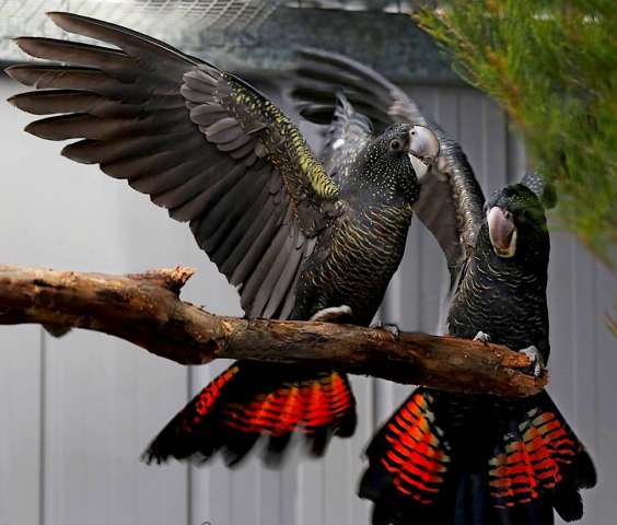 Траурный какаду Бэнкса, или краснохвостый траурный какаду (Calyptorhynchus banksii) ручные птенцы Траурный какаду Бэнкса, или краснохвостый траурный какаду (Calyptorhynchus banksii) ручные птенцы