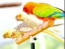 Птенцы Волнистых попугаев, Корелл, Неразлучников, Канаоейки, взрослые птицы, доашнего разведения. 