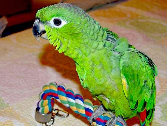 Амазон Мюллера (Amazona farinosa) - птенцы выкормыши из питомника Амазон Мюллера (Amazona farinosa) - птенцы выкормыши из питомника