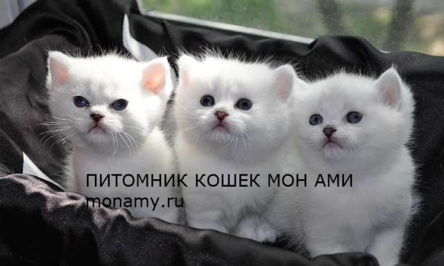 Британские котята, Вислоухие котята. Более 10 окрасов! (495)314-9903 Британские котята, Вислоухие котята. Более 10 окрасов! (495)314-9903