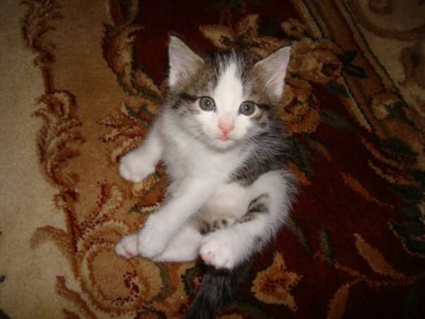 Котята даром:) Котята даром:)