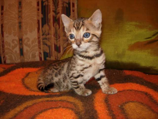 Бенгальские котята Бенгальские котята