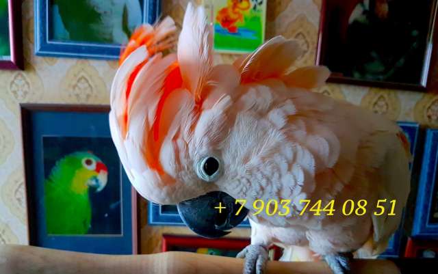 Молуккский какаду (Cacatua moluccensis) - ручные птенцы из питомника. Молуккский какаду (Cacatua moluccensis) - ручные птенцы из питомника.