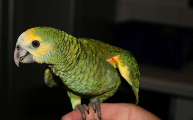 Желтоплечий амазон (Amazona barbadensis) - ручные птенцы из питомника Желтоплечий амазон (Amazona barbadensis) - ручные птенцы из питомника