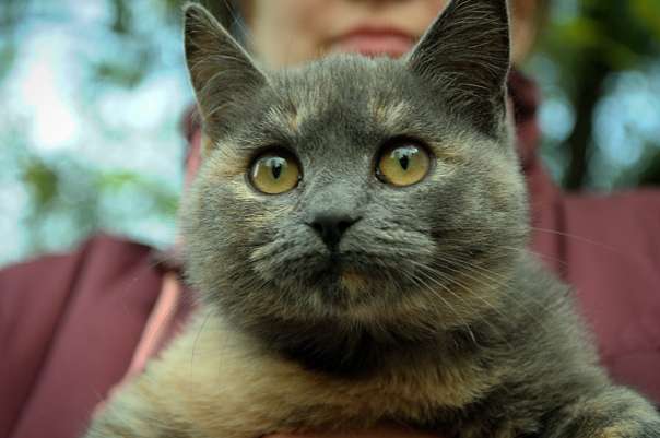 Котенок Плюша. Котенок Плюша.