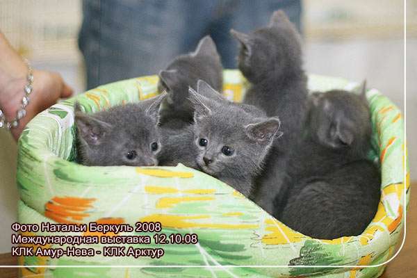 котята русской голубой котята русской голубой