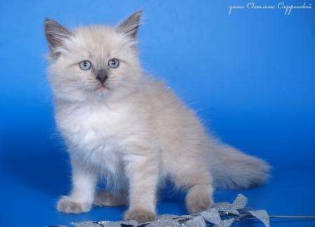 Невские маскарадные котята! Невские маскарадные котята!