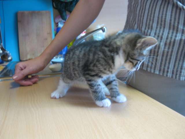 Отдам котёнка короткошерстной кошки в хорошие руки Отдам котёнка короткошерстной кошки в хорошие руки