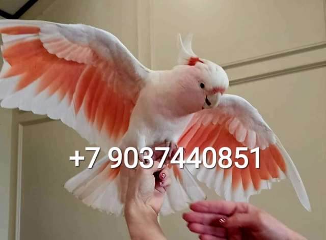 Какаду инка (Cacatua leadbeateri) - ручные птенцы из питомника Какаду инка (Cacatua leadbeateri) - ручные птенцы из питомника