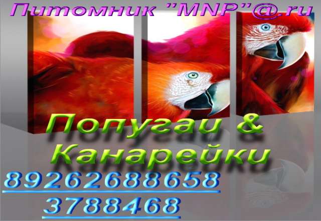 Попугаи из питомника "MNP"- говорящие, ручные - птенцы и взрослые птицы. Клетки, корм, мин Попугаи из питомника "MNP"- говорящие, ручные - птенцы и взрослые птицы. Клетки, корм, мин