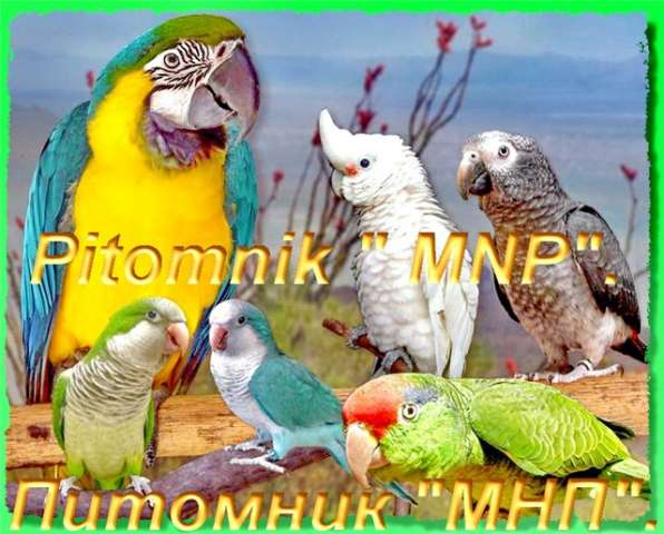 Амазоны, Жако, Ары, Какаду, Эклектусы и много др. попугаев в продаже. Корм, Клетки, минералы. Амазоны, Жако, Ары, Какаду, Эклектусы и много др. попугаев в продаже. Корм, Клетки, минералы.