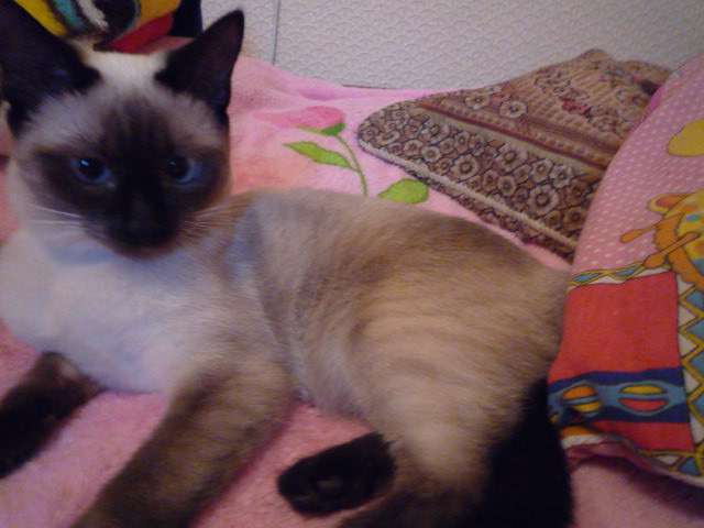 Отдам котенка тайской породы в хорошие руки Отдам котенка тайской породы в хорошие руки