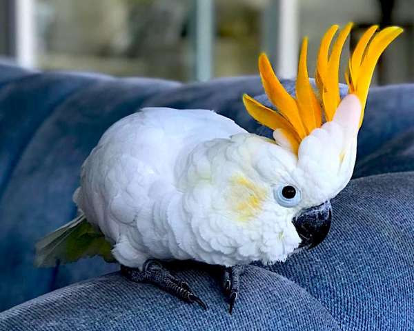 Какаду оранжевохохлый ( Cacatua sulphurea citrinicristata) птенцы из питомника