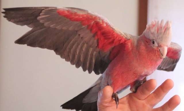Розовый какаду (Eolophus roseicapilla) птенцы выкормыши из питомника. Розовый какаду (Eolophus roseicapilla) птенцы выкормыши из питомника.