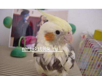 кореллы не дорого. кореллы не дорого.