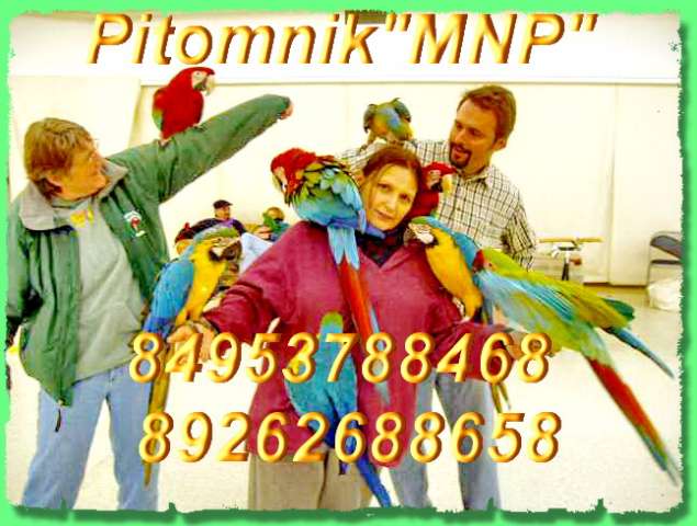 Попугаи из питомника "MNP"- говорящие, ручные - птенцы и взрослые птицы. Попугаи из питомника "MNP"- говорящие, ручные - птенцы и взрослые птицы.