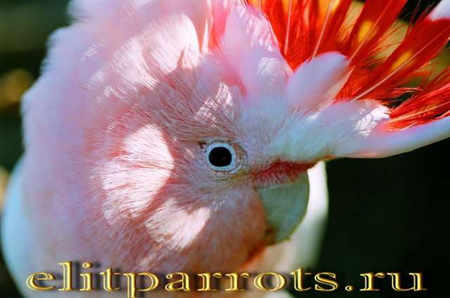 Какаду инка (Cacatua leadbeateri) - абсолютно ручные птенцы из питомника Какаду инка (Cacatua leadbeateri) - абсолютно ручные птенцы из питомника