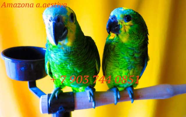 Синелобый амазон (Amazona aestiva aestiva) - ручные птенцы из питомника Синелобый амазон (Amazona aestiva aestiva) - ручные птенцы из питомника