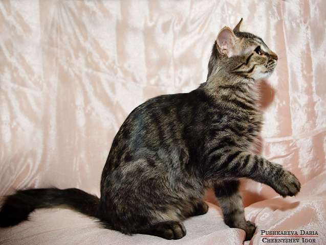 Юная кошечка Ксюша в дар Юная кошечка Ксюша в дар