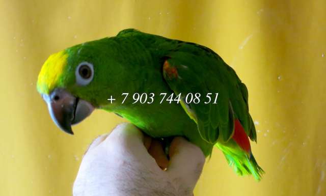 Желтолобый амазон  (Amazona ochrocephala  )- ручные птенцы из питомника