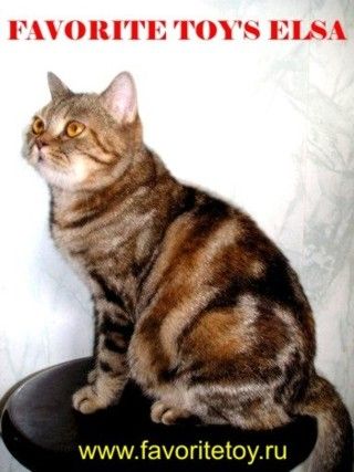 Элитные котята МОДНЫХ окрасов Элитные котята МОДНЫХ окрасов