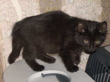 Сибирские котята Сибирские котята