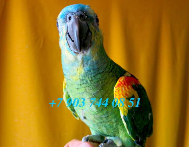 Синелобый амазон (Amazona aestiva aestiva) - ручные птенцы из питомника Синелобый амазон (Amazona aestiva aestiva) - ручные птенцы из питомника