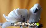 Белохохлый какаду (Cacatua alba)  ручные птенцы из питомника