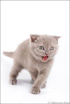 Котик ищет невесту! Котик ищет невесту!